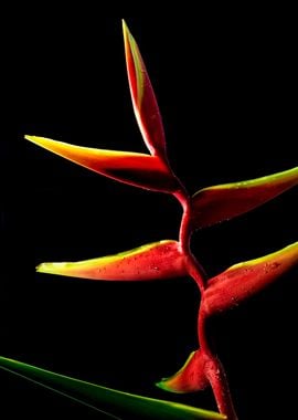 Heliconia flower in black