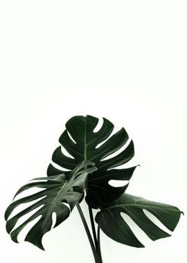 Three Monstera Leaves