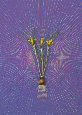 Cloth of Gold Crocus