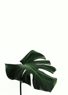 Monstera Leaf