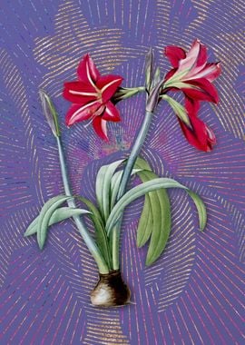 Brazilian Amaryllis