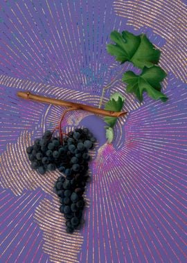 Dolcetto Grapes Violet