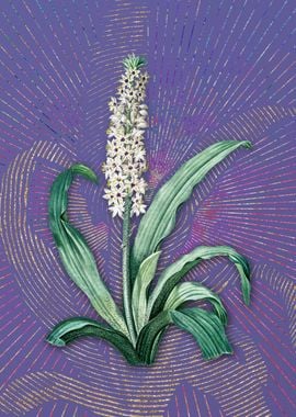 Eucomis Punctata Flora