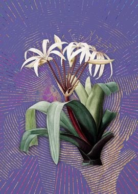 Crinum Erubescens