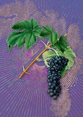 Black Aleatico Grape