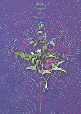 Blue Spiderwort Violet