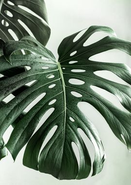 Monstera Leaves IV