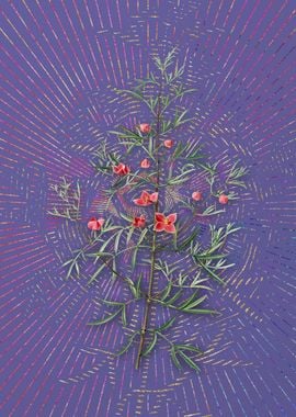 Boronia Pinnata Violet