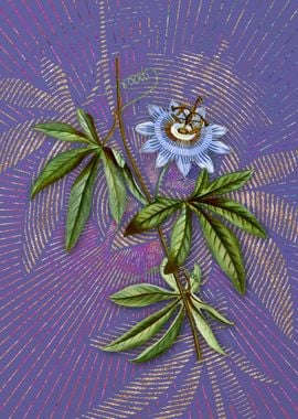 Blue Passionflower