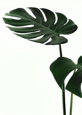 Monstera Leaves I