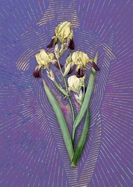 Elder Scented Iris 2