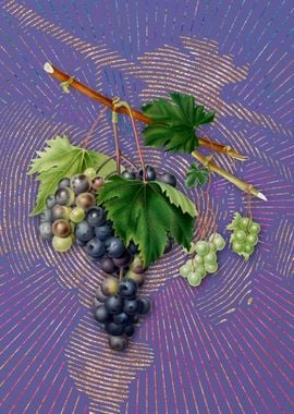 Grape From Ischia