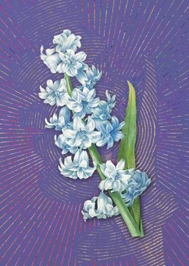 Oriental Hyacinth