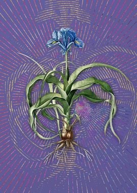 Iris Scorpiodes Violet