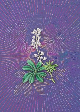 Half Shrubby Lupine Flower