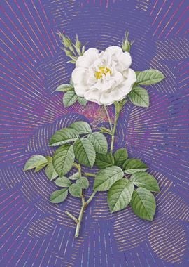 Purple Vintage White Rose