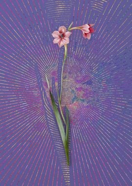 Purple Vintage Sword Lily