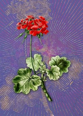 Scarlet Geranium Flora