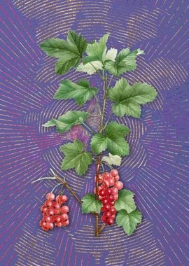 Redcurrant Plant Flora