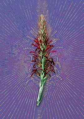 Pitcairnia Latifolia Art