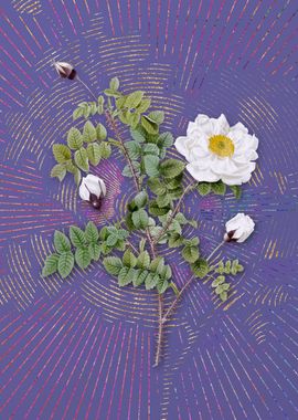 Purple White Burnet Roses