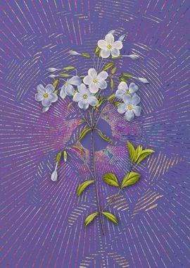 Purple Vintage Phlox Art