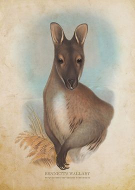 Bennetts Wallaby