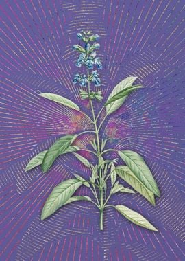 Purple Vintage Sage Plant