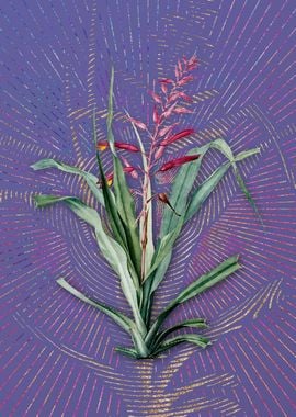 Pitcairnia Bromeliaefolia