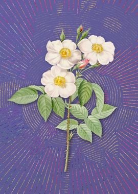 Rose of Castile Violet