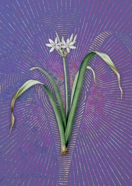 Small Flowered Pancratium