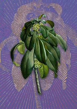 Spurge Laurel Weeds Purple