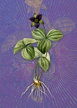 Trillium Rhomboideum Art