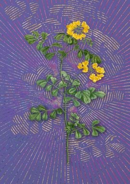 Scorpion Vetch Plant Art