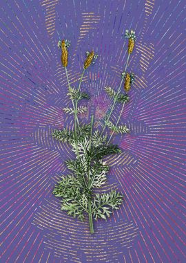 Spanish Lavender Flora