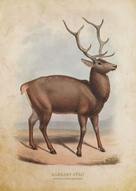 Barbary Stag