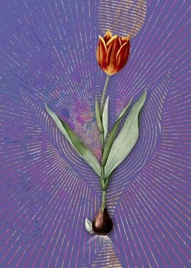 Vintage Tulip 2 Violet