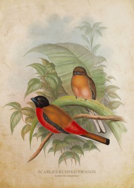 Scarlet Rumped Trogon