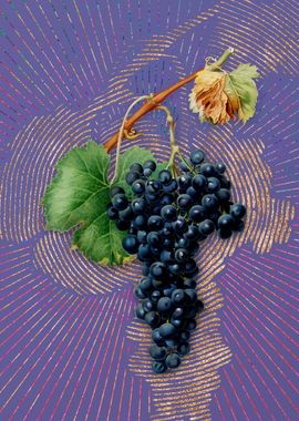 Vintage Grape Spanna Art