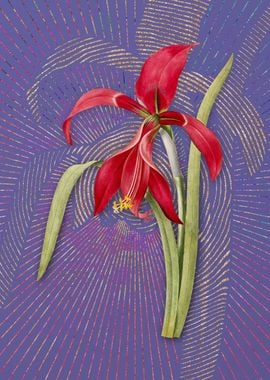 Violet Vintage Amaryllis