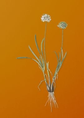 Allium Carolinianum Flower