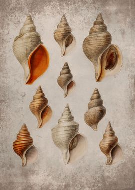 Mollusk Shell Collage 3