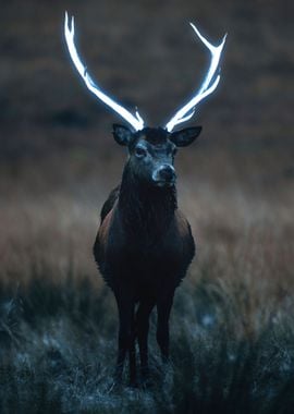 Deer Animal with Antlers 