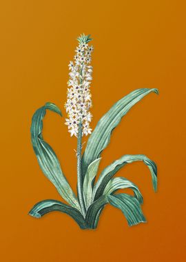 Vintage Eucomis Punctata