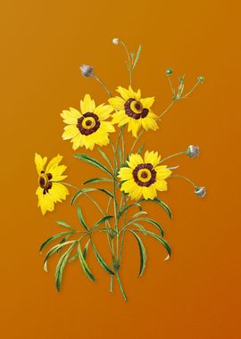 Vintage Coreopsis Elegans