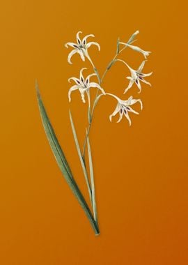 Gladiolus Cuspidatus