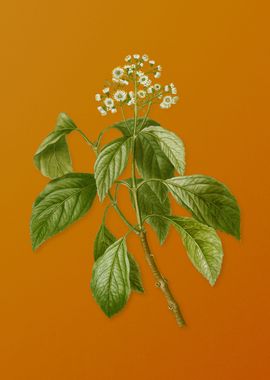 Vintage Climbing Hydrangea