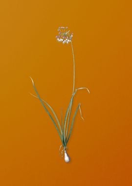 Vintage Nodding Onion