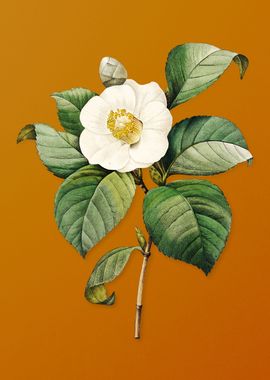 Vintage Japanese Camelia