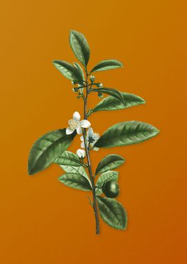 Vintage Tea Tree Flower